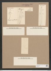 Pleurosigma pusillum Grun. (de-Toni-Nr.: Genus 13, Species 1054) Zeichnungen Sammlung Grunow Nr. 1897 (NHMW-BOT-W0369014)
